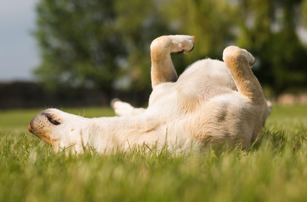 Hund liegt mit R&uuml;cken auf Wiese