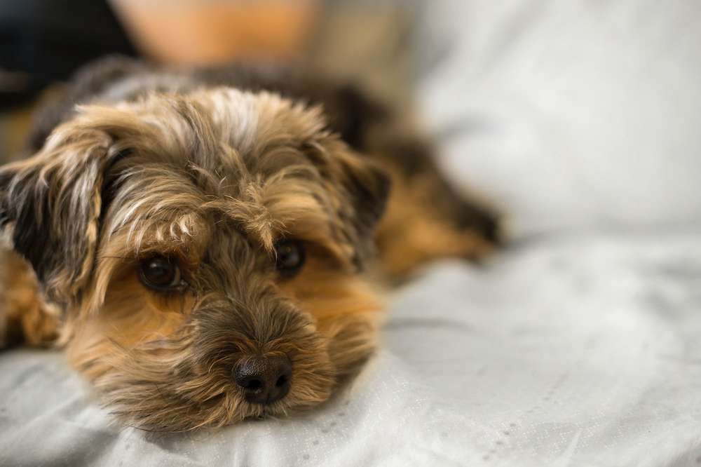 Blog-Interessiert an einem kleinen Hund? Das solltest du wissen!-Bild