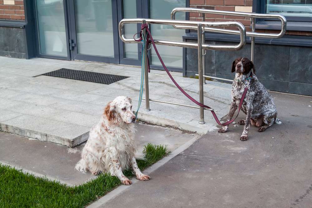 Hund vor einem Geschäft anbinden - warum das keine gute Idee ist 
