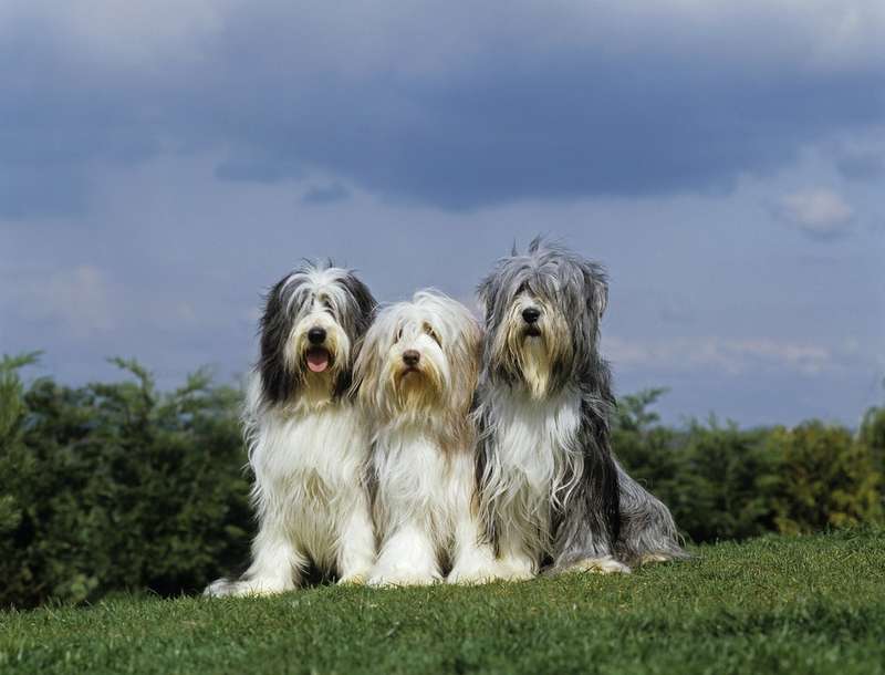 Drei Bearded Collies