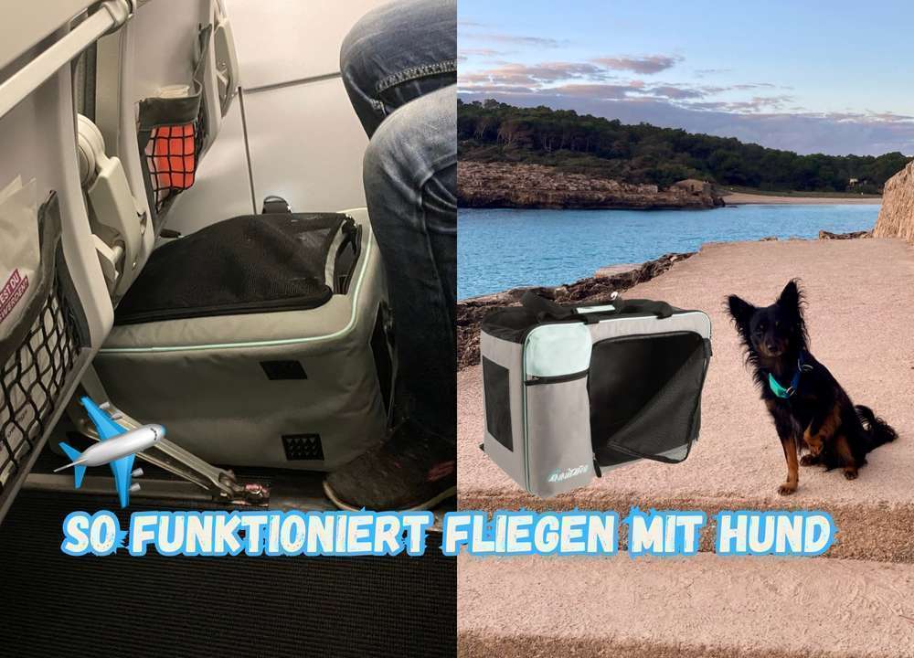 Blog-Mit dem Hund im Flugzeug: So gelingt die entspannte Flugreise – inkl. Airline-Regeln & Taschen-Tipp 👜🐶-Bild