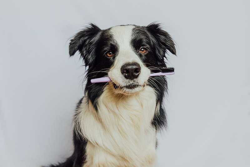 Hund mit Zahnbürste im Fang