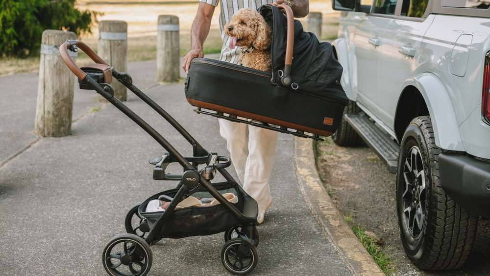 Blog-Sicherster Hundetransport im Auto - Tavo stellt das Nonplusultra in puncto Sicherheit vor -Bild