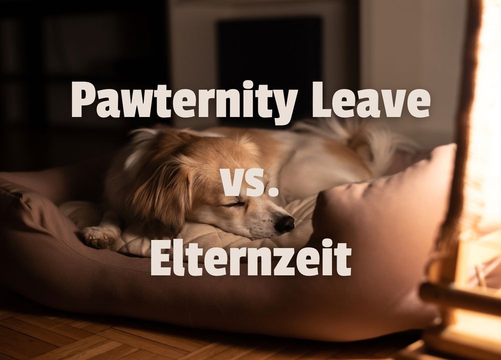 Hund liegt ruhig im K&ouml;rbchen, Schrift auf bild