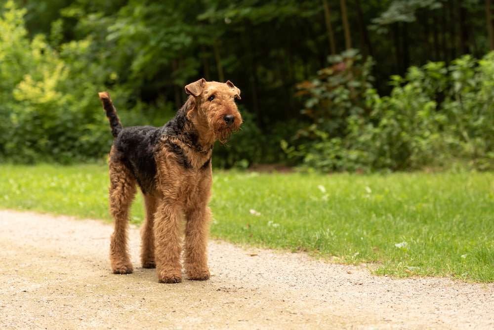 Hunderassen-Airedale Terrier-Bild