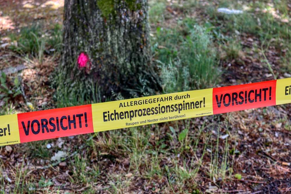 Blog-Eichenprozessionsspinner (EPS) – eine Gefahr für den Hund-Bild