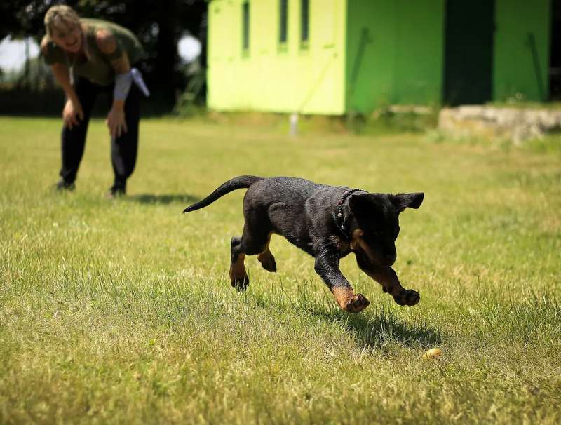 Hund im Giftk&ouml;der-Training
