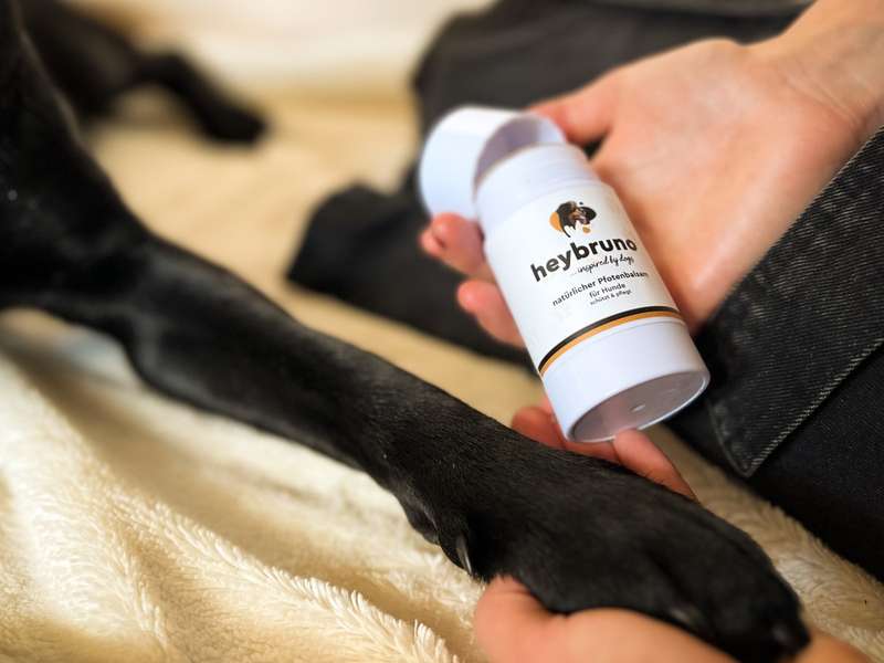 Das Pfotenbalsam in der Hand, Hundepfote daneben