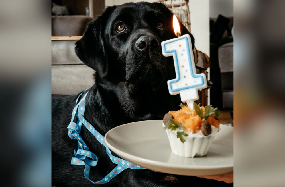 Sali zu ihrem ersten Geburtstag mit Geburtstagsmuffin