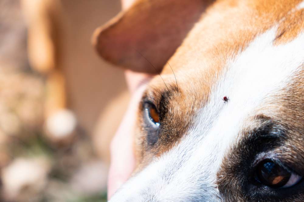 Blog-Was sind Vektoren und wie gefährlich sind sie für Hunde?-Bild