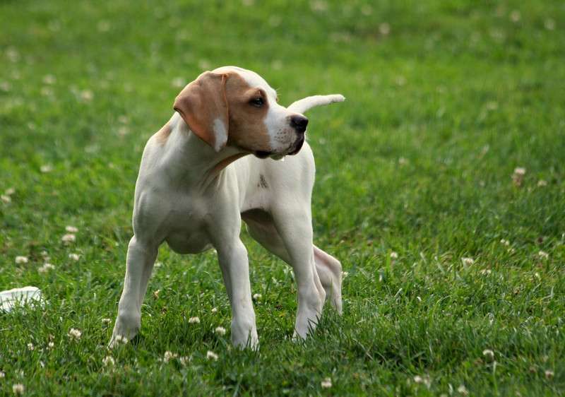 Hunderassen-English Pointer-Bild