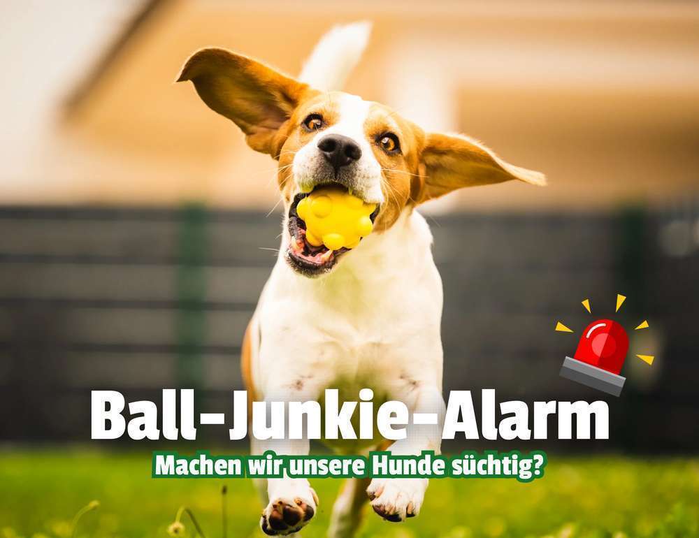 Blog-🎾 Balljunkie: Ist mein Hund spielsüchtig? Wie man Hunde aus der Fixierung auf Spielzeug holt-Bild