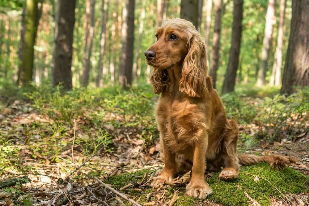 Hunderassen-English Cocker Spaniel-Bild