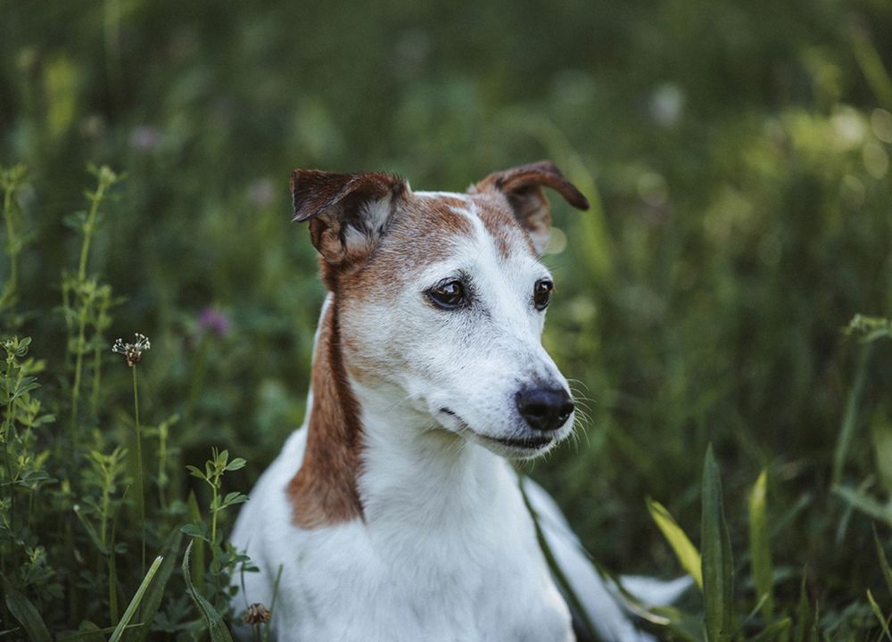 Älterer Hund schaut zur Seite