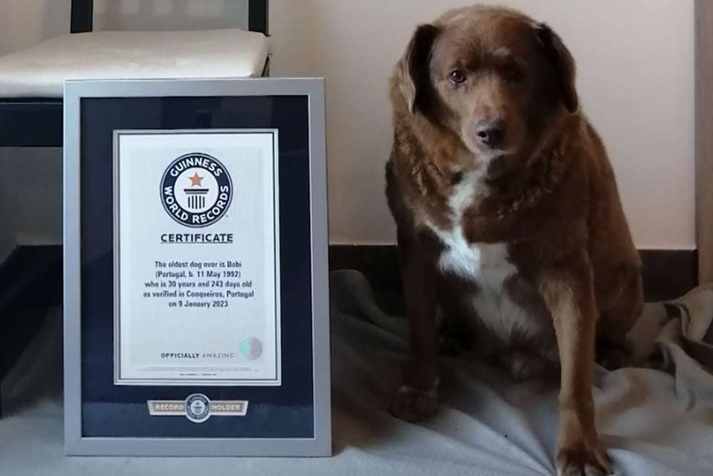 Blog-Bobi - der älteste Hund der Welt kommt aus Portugal-Bild
