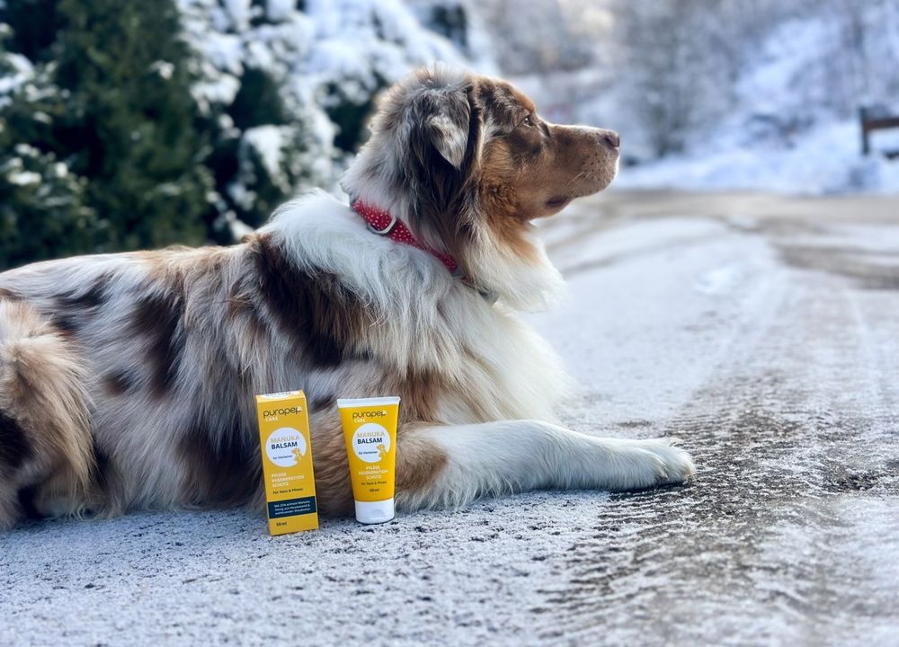 Luki liegt auf der winterlichen Straße mit dem Pfotenbalsam