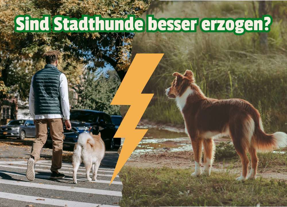 Blog-Hund auf dem Land vs. Hund in der Stadt: Schlecht erzogen – oder einfach freier?-Bild
