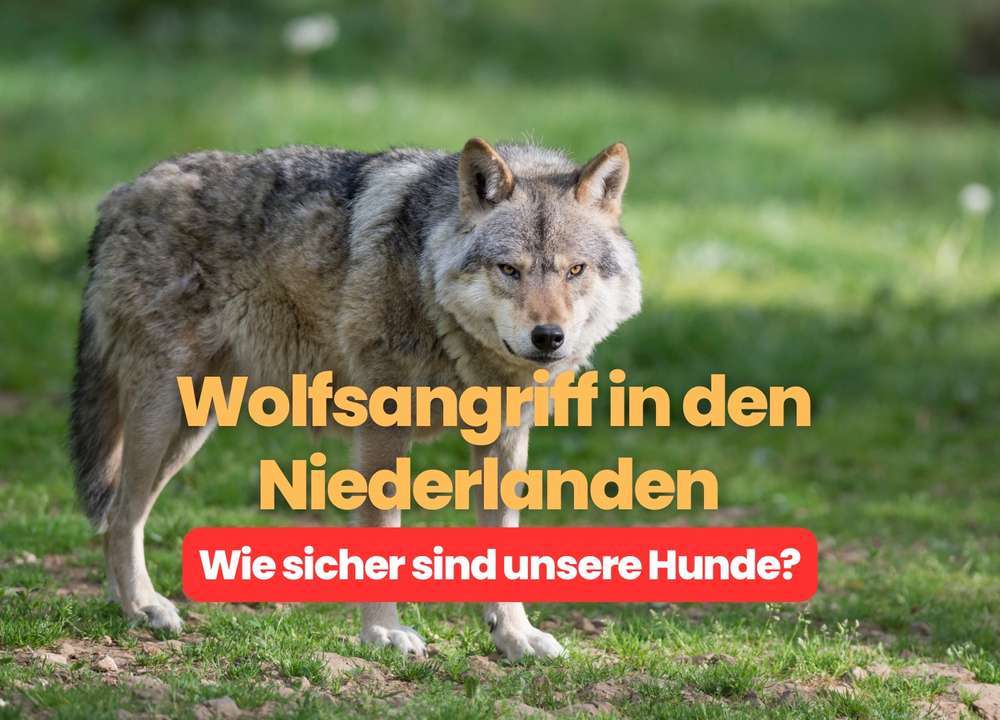 Blog-Niederlande: Angeleinter Hund von Wolf verschleppt? | Wie kann man sich vor Wolfen schützen?-Bild