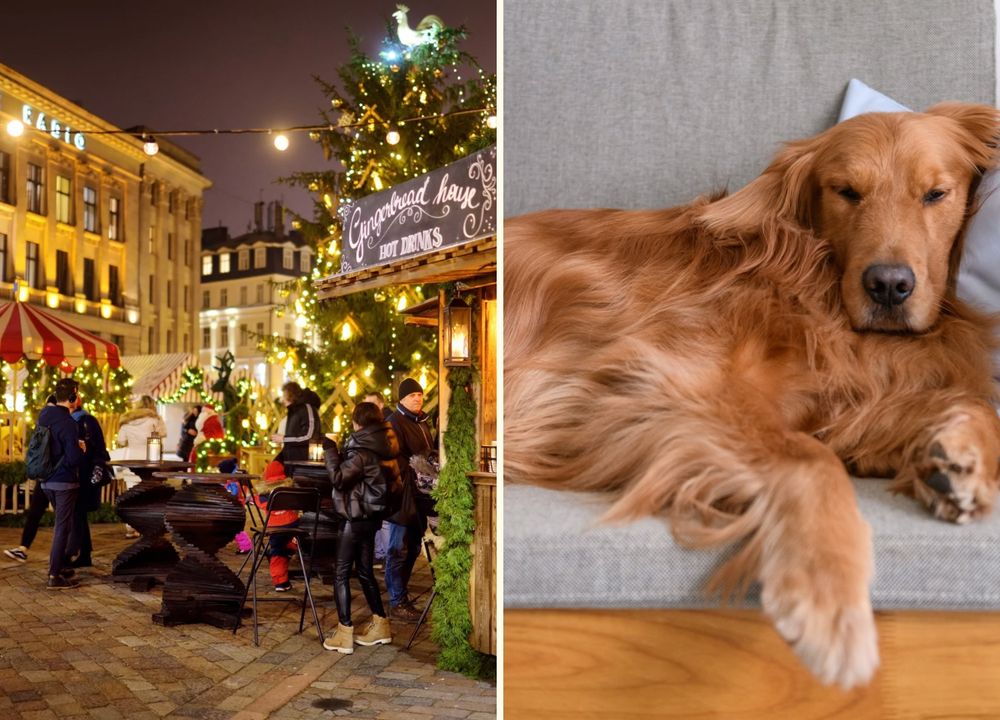 Links ein Bild vom Weihnachtsmarkt, rechts ein Bild von einem Hund auf einer Couch