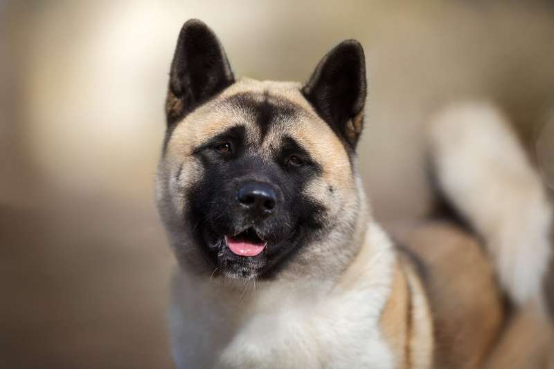 American Akita