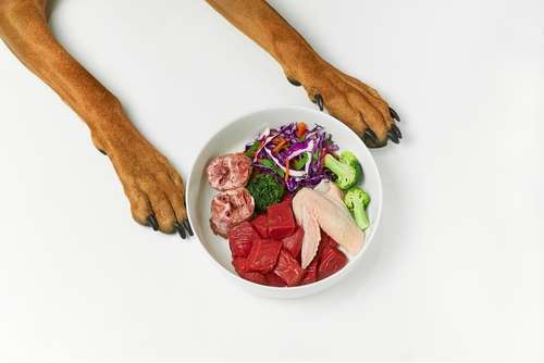 BARF Fütterung für Hunde in einem Napf