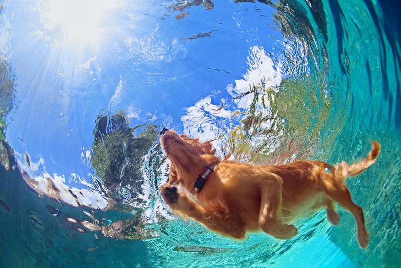 Hund unterwasser