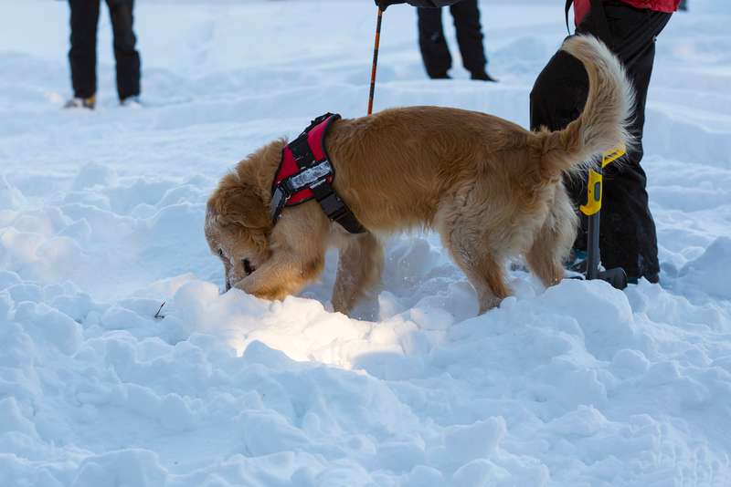Rettungshund im Schnee bei der Suche 