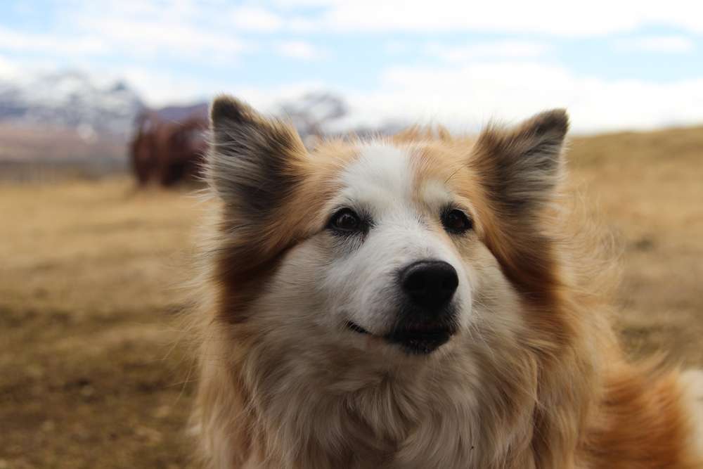Hunderassen-Islandhund-Bild