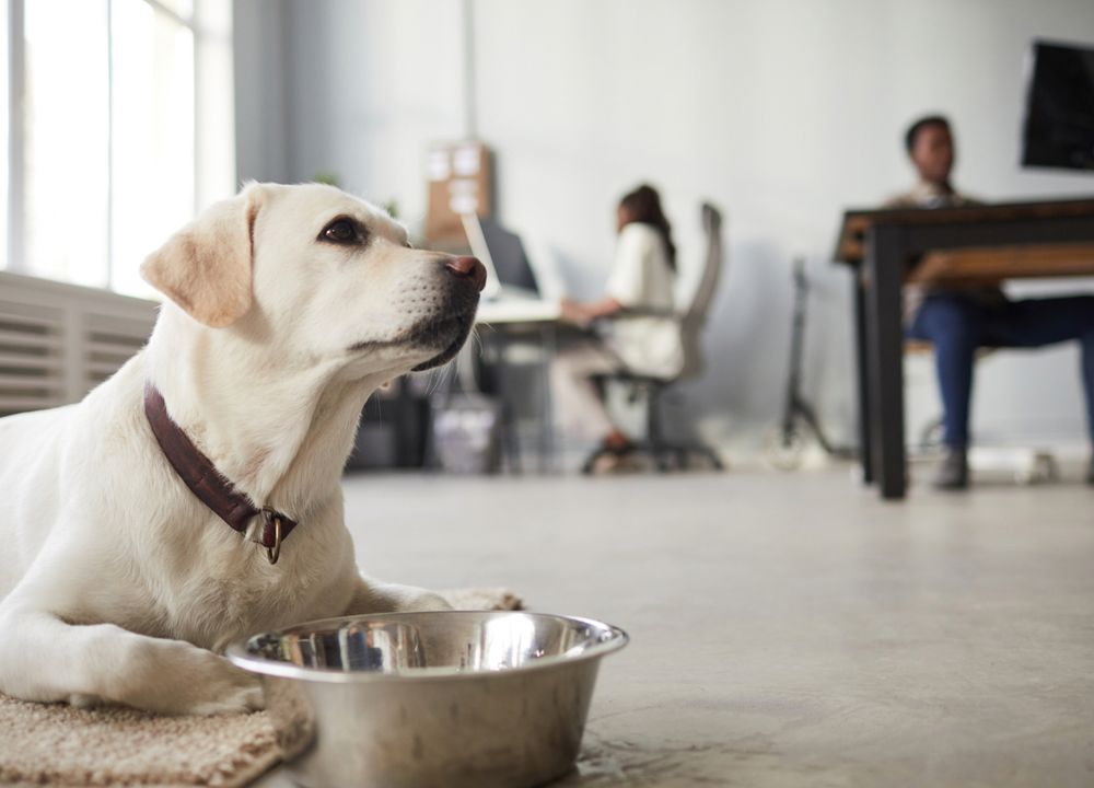Hund liegt vor Napf, dahinter arbeitendes Team im Büro