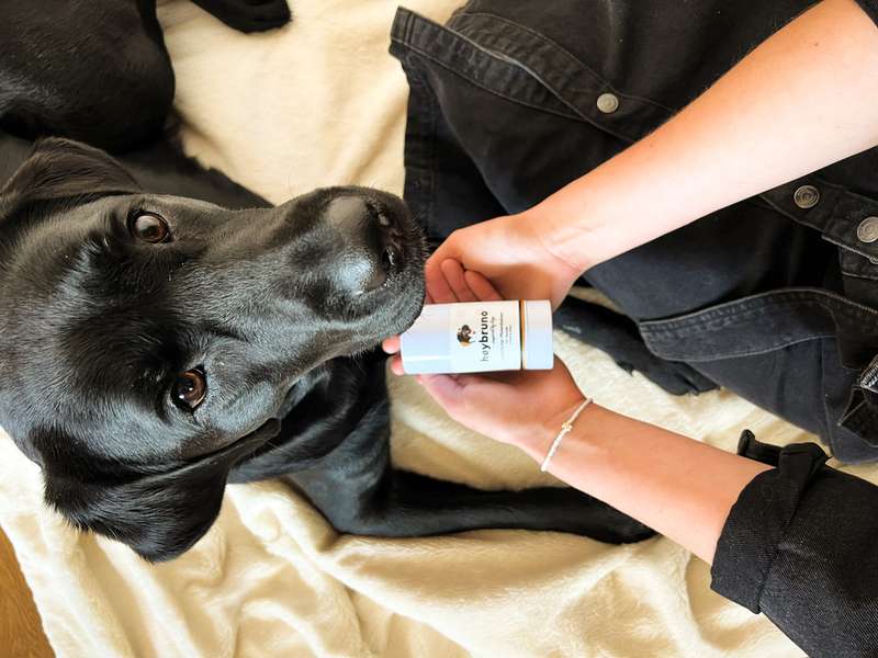 Pfotenbalsam in den H&auml;nden, Labrador liegt daneben und schaut nach oben