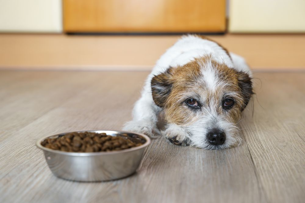 Hund mit Erk&auml;ltungssymptomen und Appetitlosigkeit