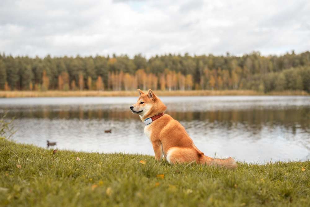 Blog-GPS Tracker für Hunde – lohnt sich das?-Bild