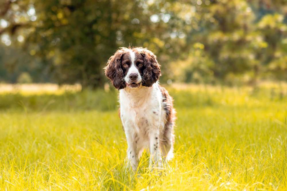 Hunderassen-English Springer Spaniel-Bild