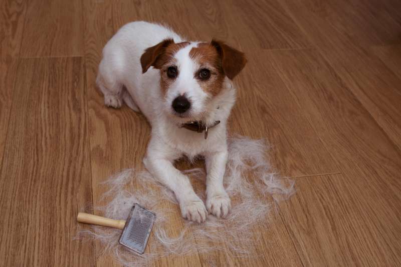 Jack Russell nach dem B&uuml;rsten