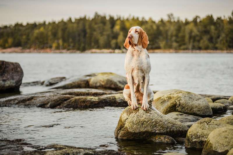 Bracco Italiano