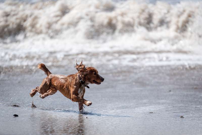 Hund rennt am Strand