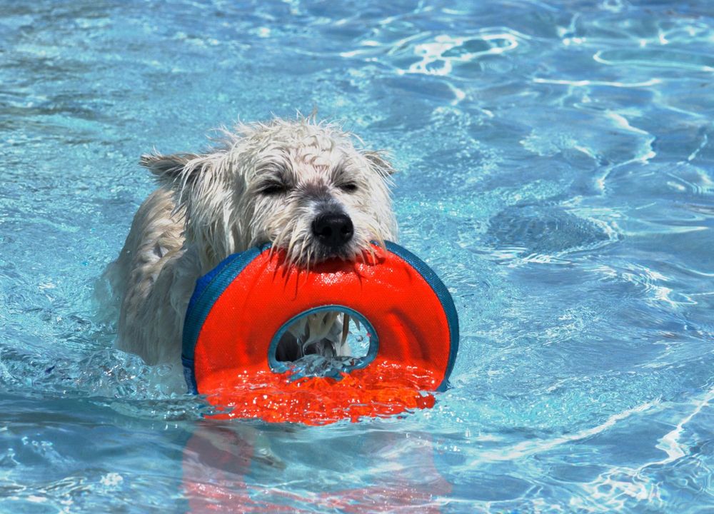 Hund schwimmt im Wasser und apportiert Spielzeug 