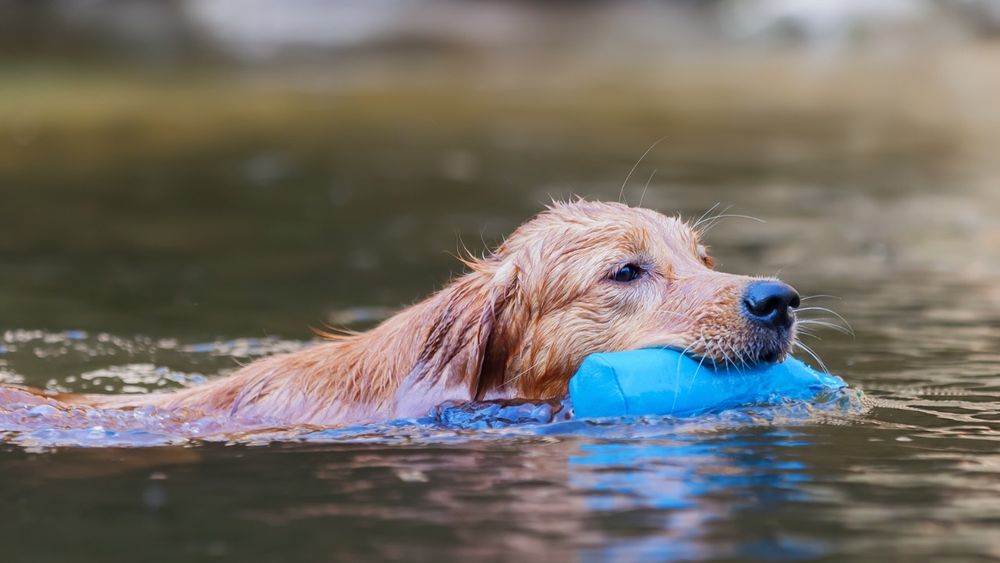 Hund apportiert und schwimmt