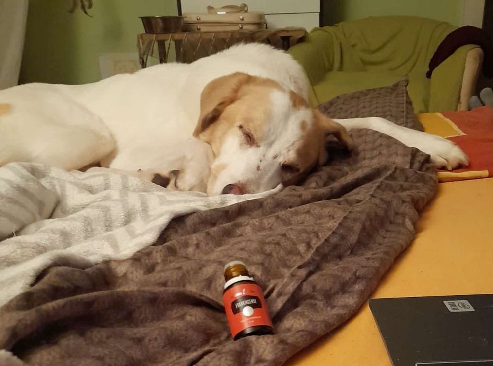 Hund entspannt mit &auml;therischem &Ouml;l