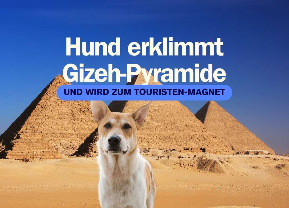 Blog-Apollo – Der vierbeinige Star auf den Pyramiden von Gizeh: Streuner ziehen immer mehr Touristen an-Bild