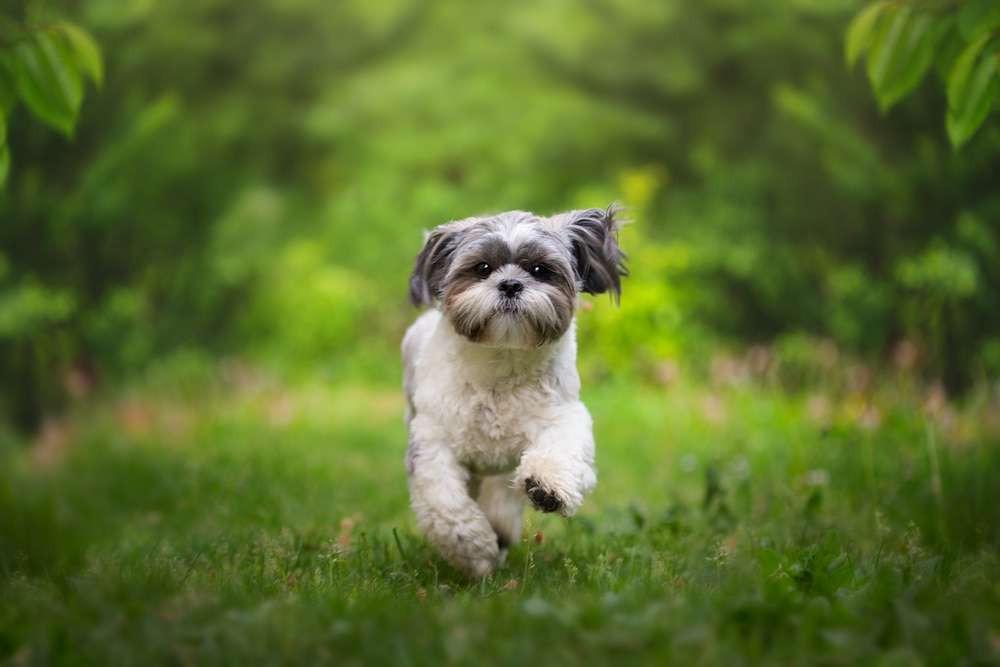 Hunderassen-Shih Tzu-Bild