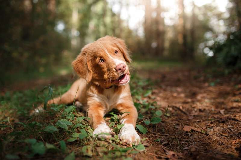 Nova Scotia Duck Tolling Retriever