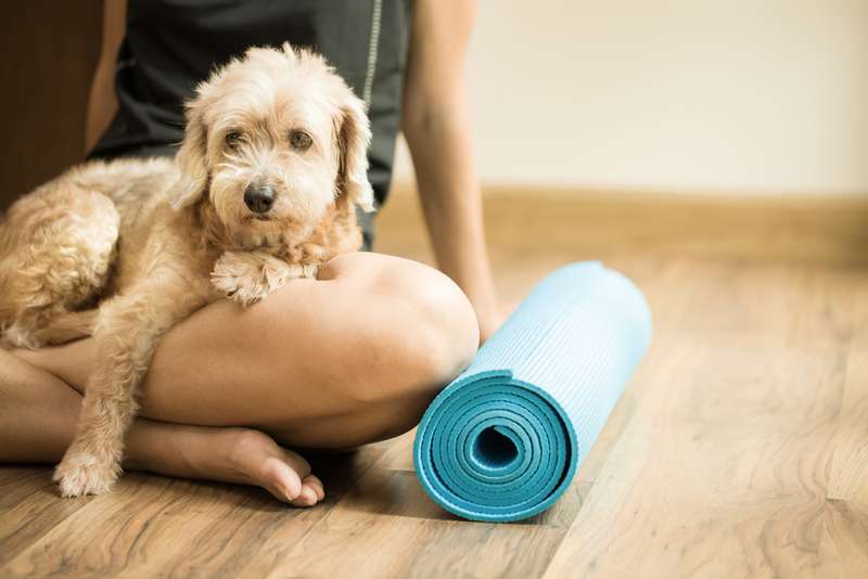 Hund und Yoga Matte