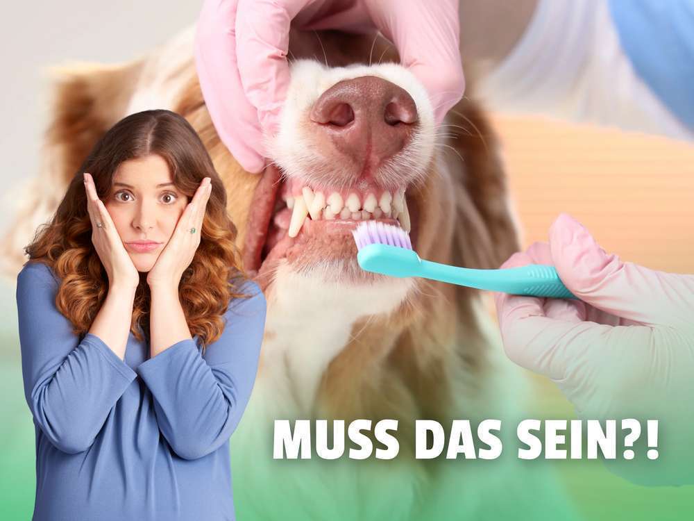 Du musst deinem Hund die Zähne putzen! Oder? 🦷🐾