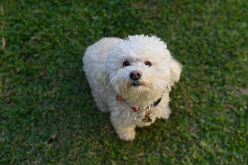 Bichon Fris&eacute;
