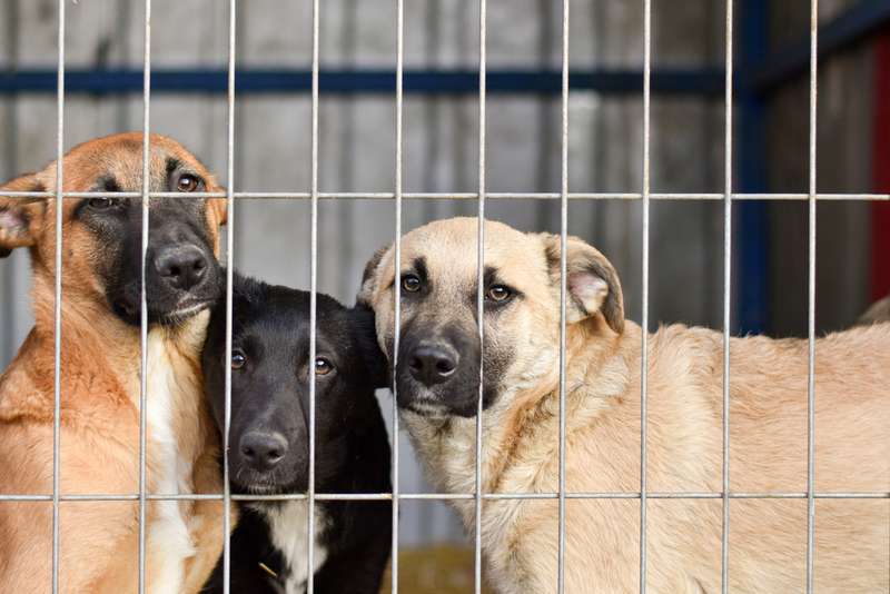 Drei Hunde im Tierheim