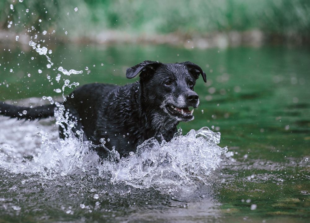 Hund springt durchs Wasser