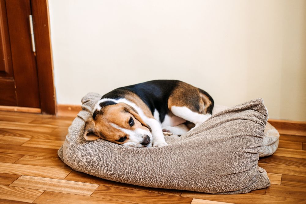 Kranker Hund ruht sich in seinem Bett aus