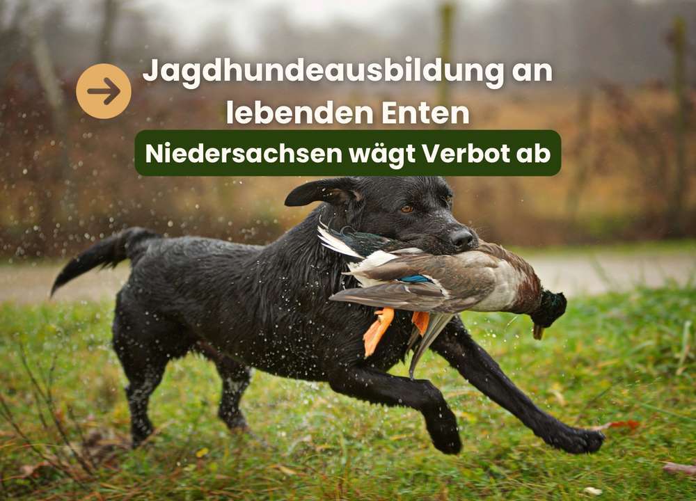 Blog-Jagdhundeausbildung an lebenden Enten: Eine ethische und rechtliche Debatte | Niedersachsen will Verbot lebender Enten-Bild
