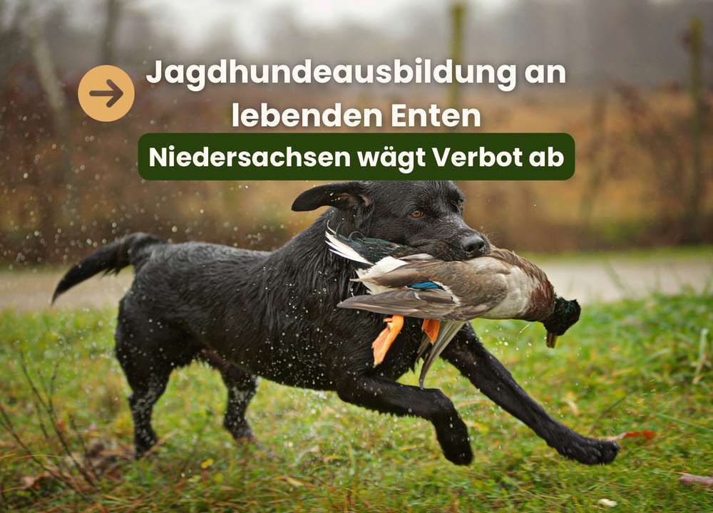 Jagdhundeausbildung an lebenden Enten: Eine ethische und rechtliche Debatte | Niedersachsen will Verbot lebender Enten